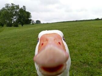 Geese Memes HD Wallpaper Desktop And Mobile Image Photos
