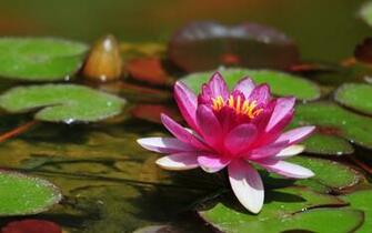 Wallpaper Lilies Water Image Beautiful Photos High Desktop