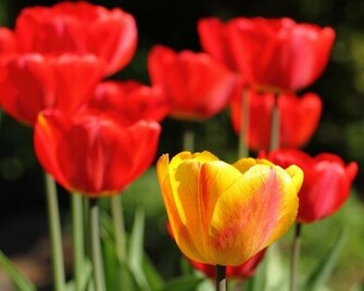 Red Tulip Wallpaper Windows Background