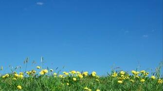 Flowers And Sky Desktop Pc Mac Wallpaper