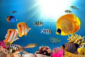 Aquatic Life HD