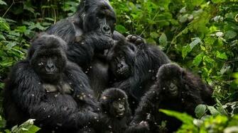 Harambe S Endangered Brothers Nbc News