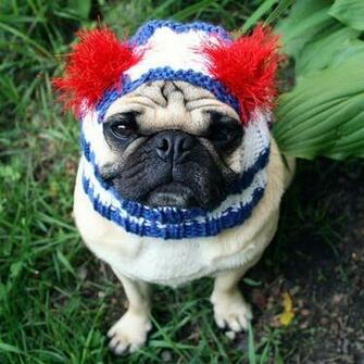 Flag Day Pug Photo And Wallpaper Beautiful Nice Pictures
