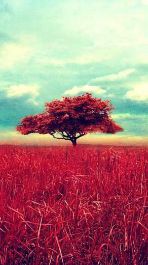 Tree iPhone 5s Wallpaper iPad