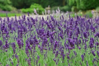 Lavender Flower Wallpaper Dreams