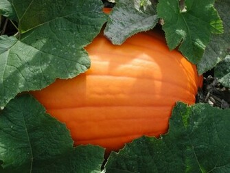 Pumpkin Desktop Wallpaper HD Background