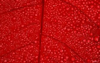 Red Wallpaper HD