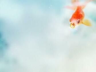Goldfish Wallpaper Animal Desktop Background