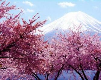 Tree Blossoms Wallpaper Wide HD