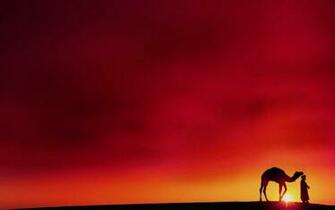Camel Wallpaper