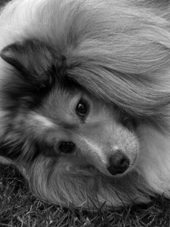 Sheltie Dog Screensaver For Amazon Kindle