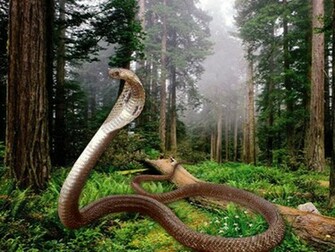 Wallpaper King Cobra