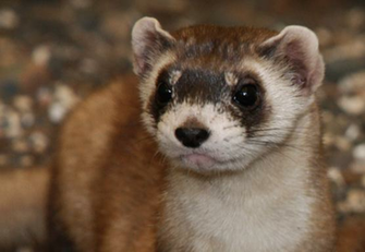 Black Footed Ferret Untamed Science