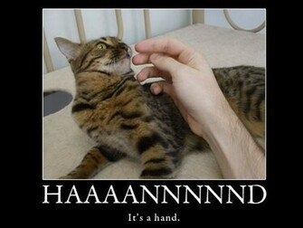 Lolcats Desktop Background