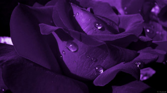 Violet Rose Wallpaper