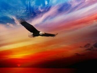 Eagle Soaring Wallpaper HD S