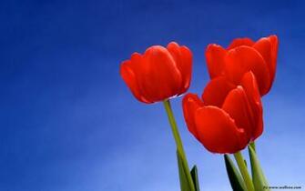 Nature Flowers Wallpaper For Desktop Vista