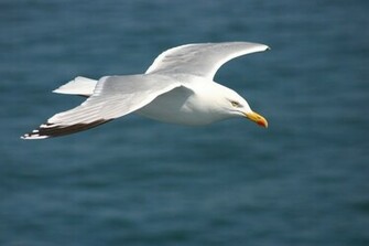 Seagull Wallpaper HD