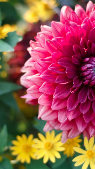 Summer Flowers iPhone Wallpaper Idrop News