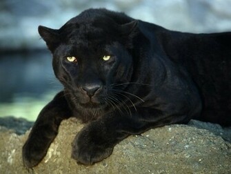 World Image Gallery Black Panther