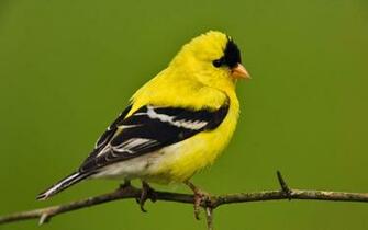 Single Small Blue Bird Wallpaper Colourful