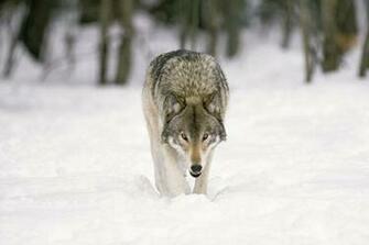 HD Gray Wolf Wallpaper