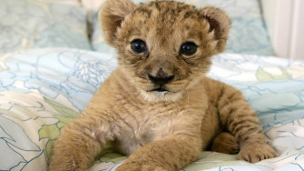 Wallpaper Baby Lion