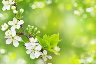 Spring Wallpaper Desktop HD