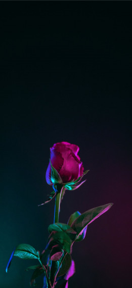Red Rose Flower Photo In Dark Surface iPhone Wallpaper