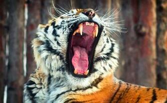 Tiger HD Wallpaper Pictures 1080p