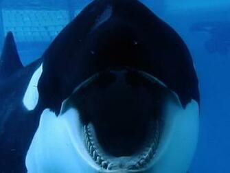 Blackfish Wallpaper High Res Movie