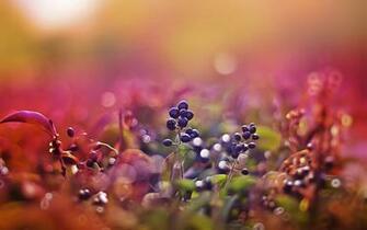 Macro HD Wallpaper Background Image