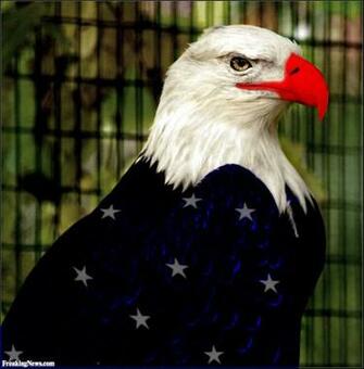 American Flag Bald Eagle