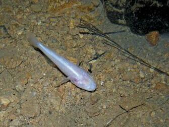 Goby Fish Image And Video Britannica