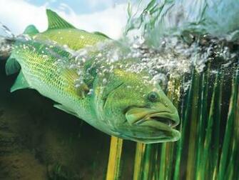River Fish Animal Pictures HD Wallpaper And Make This For