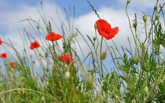 Nature Poppies Desktop Wallpaper Nr By Big4ker