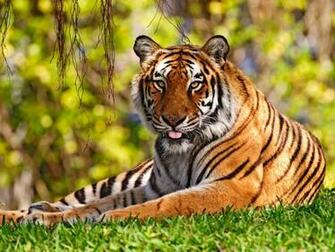 Of Tiger Acer Wallpaper On This Top Quality Website