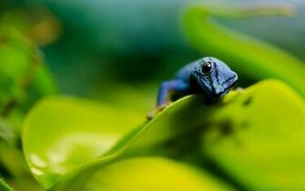 Gecko Wallpaper