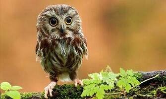 Small Hi Res Owl Wallpaper
