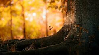 Beautiful Background HD Wallpaper