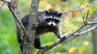 Raccoon HD Wallpaper Wallpaperlepi