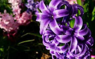Hyacinth Wallpaper