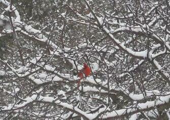 Pin Winter Pictures Bird Cute Christian Widescreen Wallpaper Photos On
