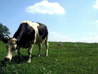 Cows Image Cow Wallpaper HD And Background