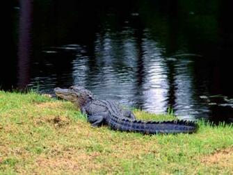Source Url Smscs Photo Gators Html