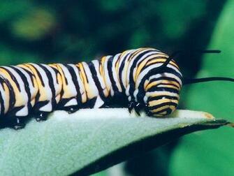 Caterpillar To Butterfly Tattoo HD Wallpaper Background Image