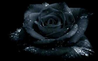 Black Roses Wallpaper