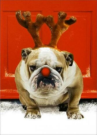 Red Nosed Bulldog Dogs From Cardsdirect