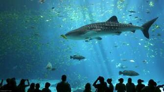 Wallpaper Underwater Sea Water Fish Nature