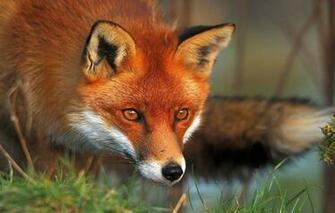 Wallpaper Red Fox Forest Hunting Animals